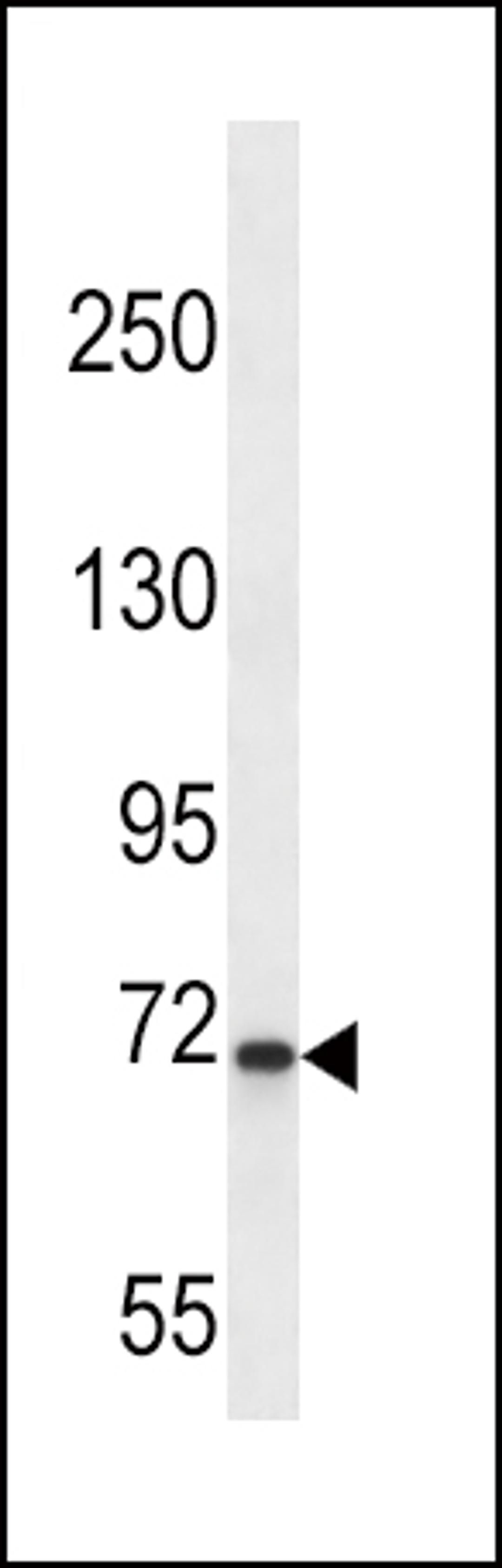 Western blot analysis in K562 cell line lysates (35ug/lane).