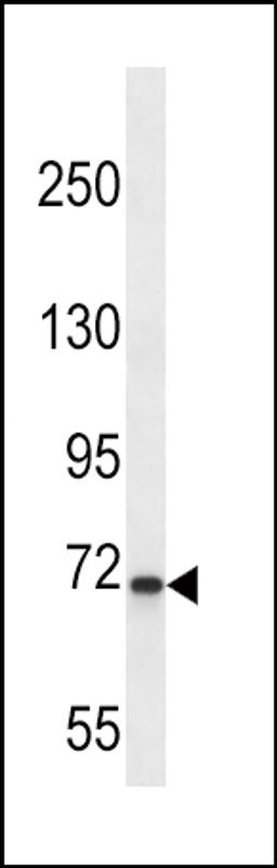 Western blot analysis in K562 cell line lysates (35ug/lane).