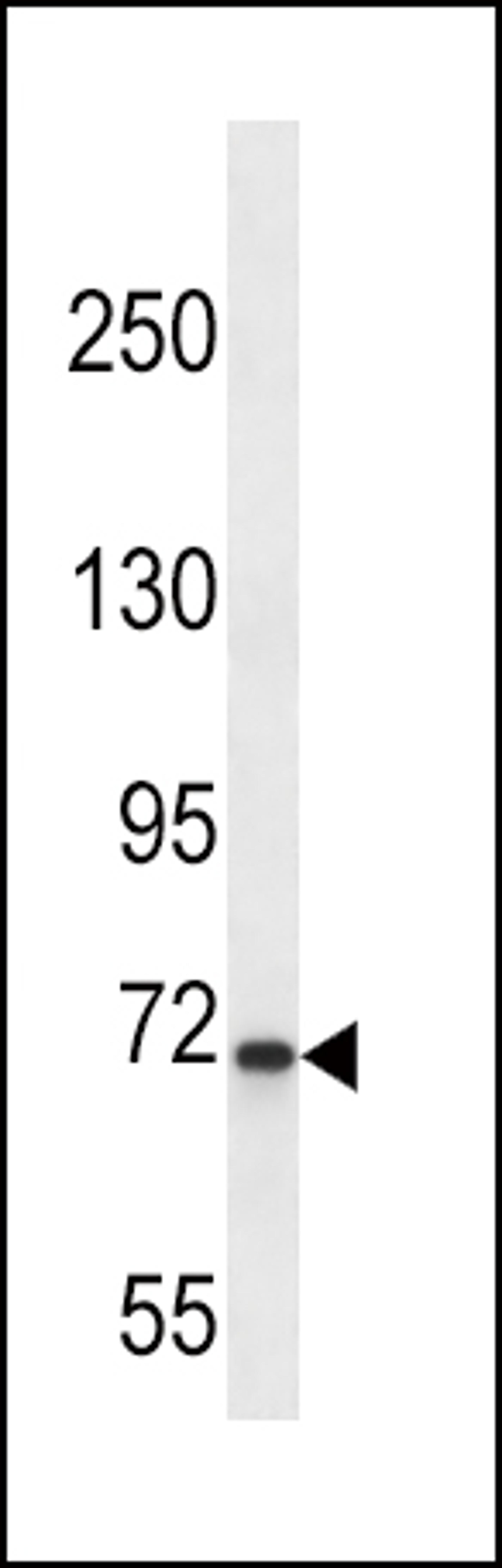 Western blot analysis in K562 cell line lysates (35ug/lane).