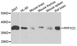 Western blot analysis of extracts of various cells using PPP1CC antibody