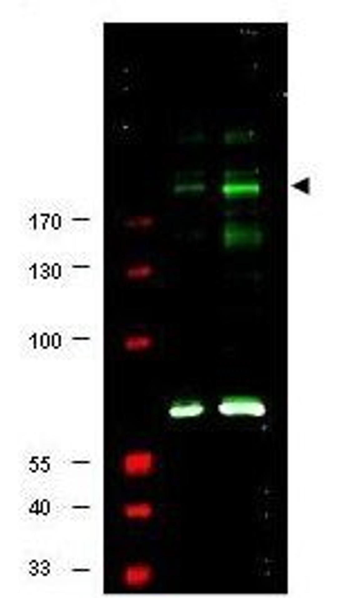 Western blot analysis of Lane 1 shows staining of human 293 cell lysate.