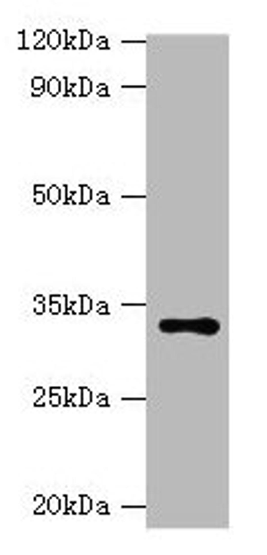 Western blot. All lanes: HSD11B1 antibody at 2µg/ml + Hela whole cell lysate. Secondary. Goat polyclonal to rabbit IgG at 1/10000 dilution. Predicted band size: 33 kDa. Observed band size: 33 kDa