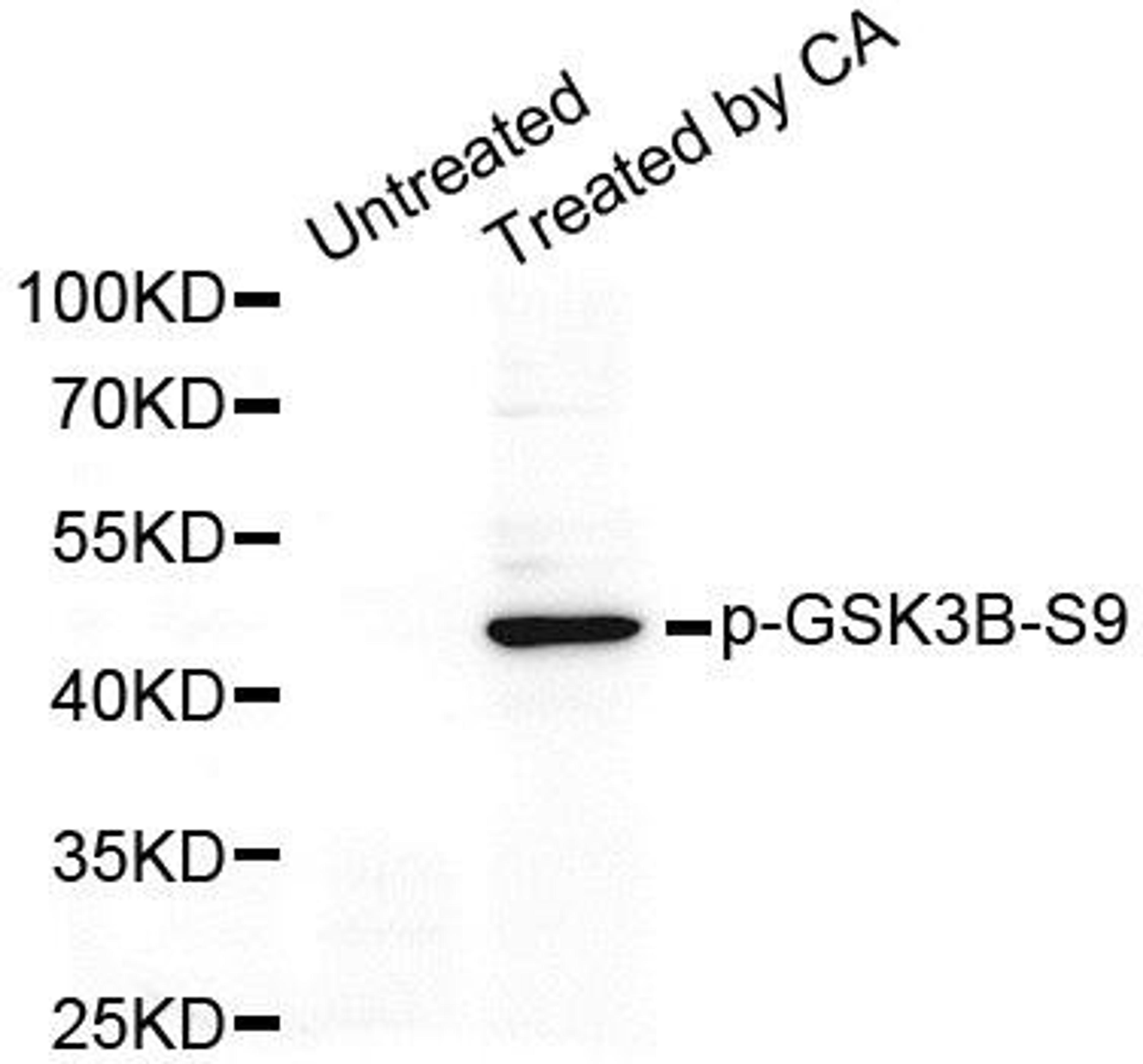 Western blot analysis of extracts of HeLa cell using GSK3B (phospho-Ser9) antibody