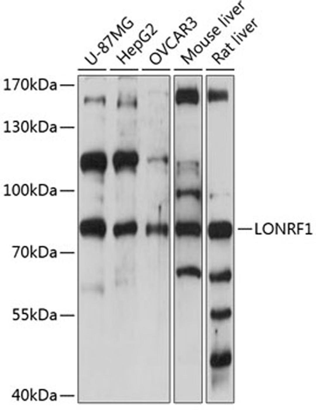 Western blot - LONRF1 antibody (A14433)