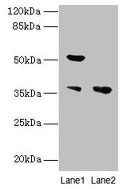 Western blot. All lanes: IMPACT antibody at 10µg/ml. Lane 1: Hela whole cell lysate. Lane 2: HL60 whole cell lysate. Secondary. Goat polyclonal to rabbit IgG at 1/10000 dilution. Predicted band size: 37, 23 kDa. Observed band size: 37, 52 kDa