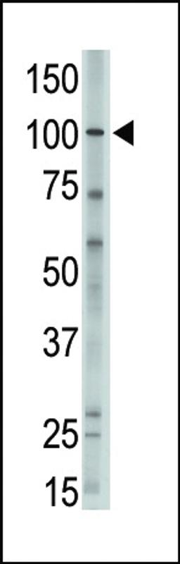 Antibody is used in Western blot to detect MVP in A375 lysate.