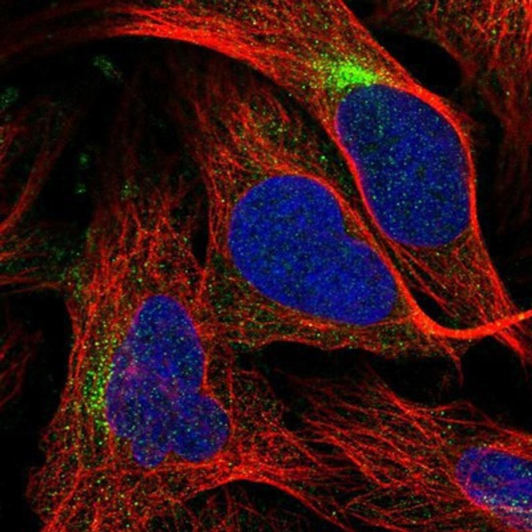 Immunocytochemistry/Immunofluorescence: MCC Antibody [NBP1-85885] Staining of human cell line U-2 OS shows positivity in cytoplasm.