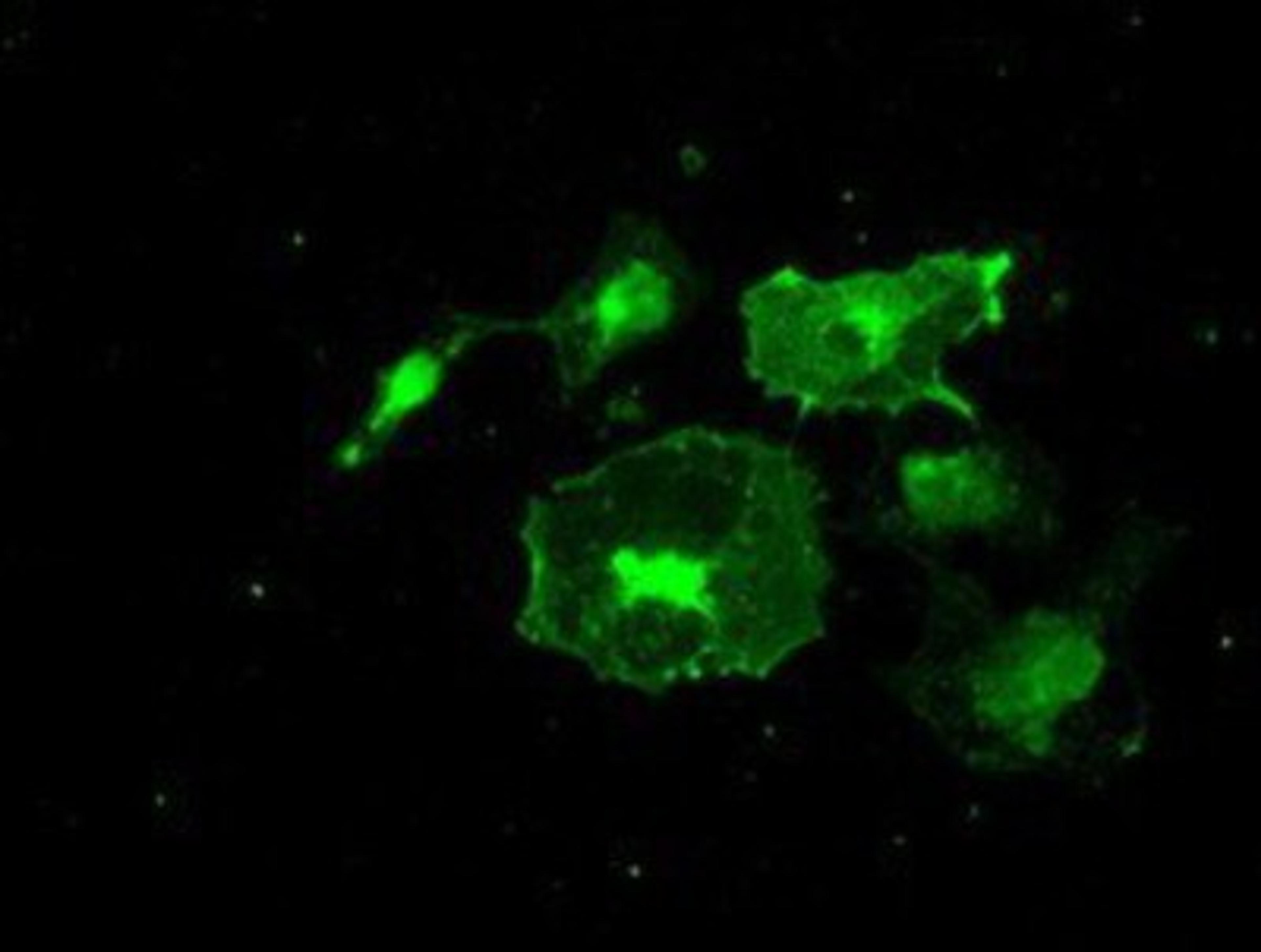 Immunocytochemistry/Immunofluorescence: FRK Antibody (6D2) [NBP1-47761] Staining of COS7 cells transiently transfected by pCMV6-ENTRY FRK.