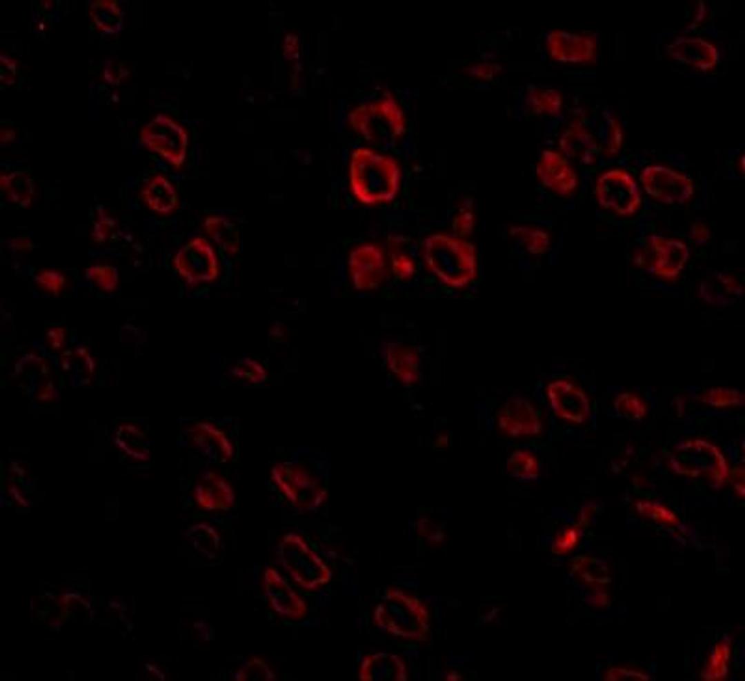 Immunocytochemistry/Immunofluorescence: FKBP15 Antibody [NBP1-77352] - Immunofluorescence of FKBP15 in mouse brain tissue with FKBP15 antibody at 20 ug/mL.