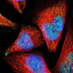 Immunocytochemistry/Immunofluorescence: PSMD14 Antibody [NBP1-80956] - staining of human cell line U-2 OS shows positivity in nucleus but not nucleoli & vesicles.