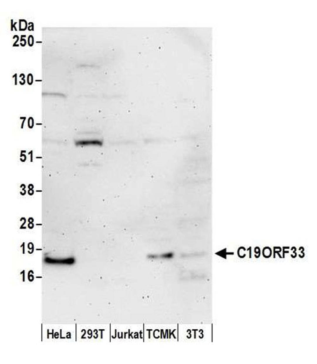 Detection of human and mouse C19ORF33 by WB.