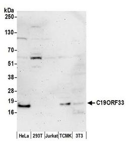 Detection of human and mouse C19ORF33 by WB.