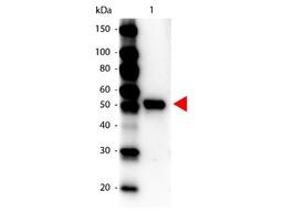 Western Blot: Carboxypeptidase Y Antibody [NBP1-70148] - Analysis using the HRP conjugate of NBP1-70148. Detection of Lane 1: Carboxypeptidase Y. Lane 2: none. Load: 100 ug per lane. Primary antibody: none. Secondary antibody: Peroxidase rabbit Carboxypeptidase Y antibody at 1:1,000 for 60 min at RT Block: MB-070 for 30 min at RT. Predicted/Observed size: 53 kDa for Carboxypeptidase Y.