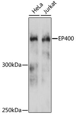 Western blot - EP400 antibody (A12151)