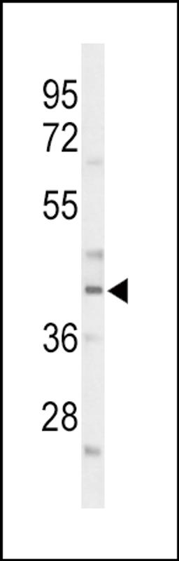 Western blot analysis of CEBPA Antibody in mouse liver tissue lysates (35ug/lane)