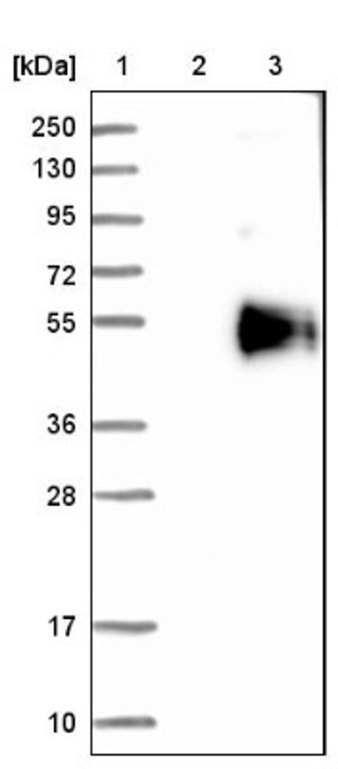 Western Blot: HS3ST5 Antibody [NBP1-89373] - Lane 1: Marker [kDa] 250, 130, 95, 72, 55, 36, 28, 17, 10<br/>Lane 2: Negative control (vector only transfected HEK293T lysate)<br/>Lane 3: Over-expression lysate (Co-expressed with a C-terminal myc-DDK tag (~3.1 kDa) in mammalian HEK293T cells, LY407027)