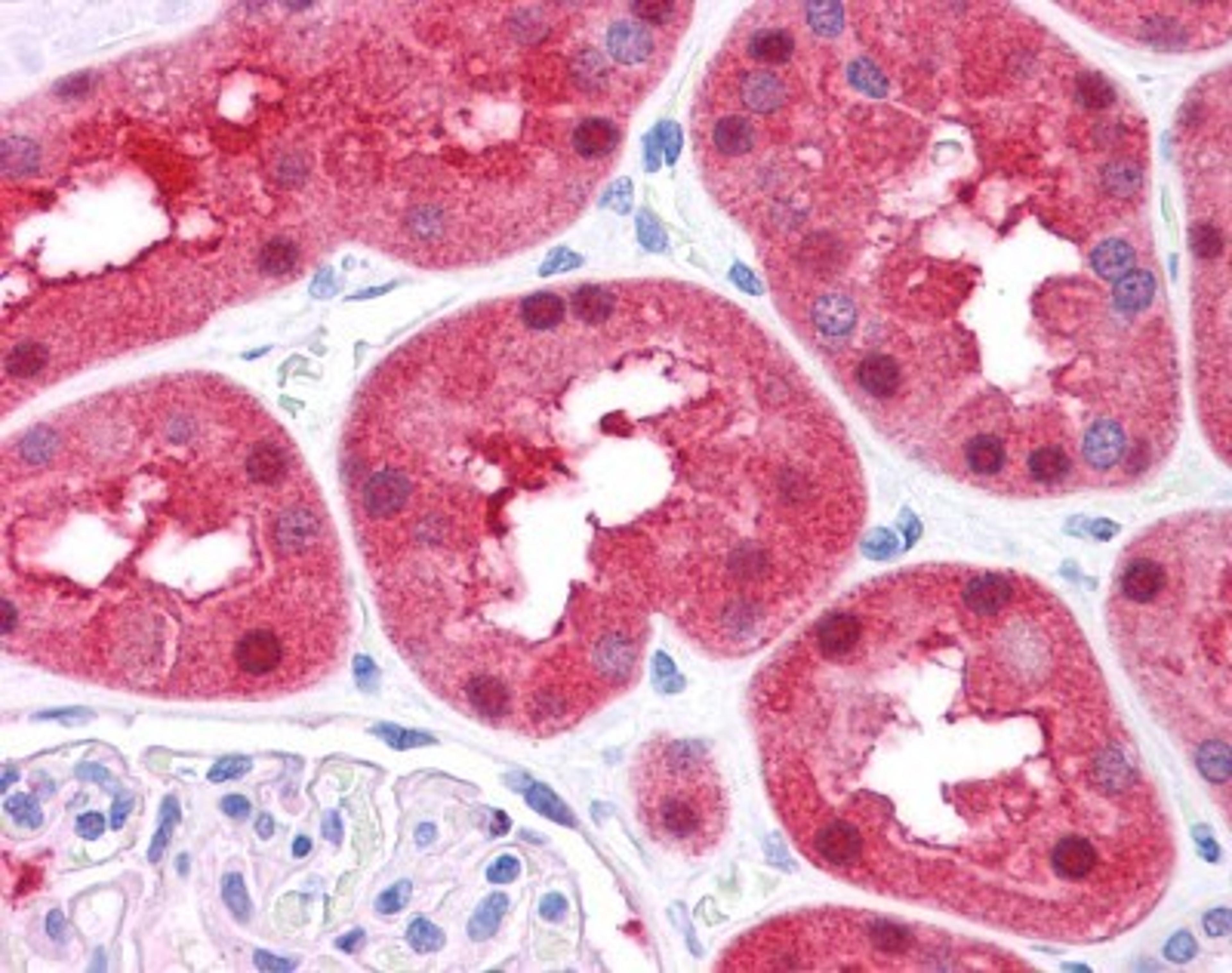 Immunohistochemistry-Paraffin: Fumarylacetoacetate hydrolase Antibody [NBP1-53110] - Human liver.