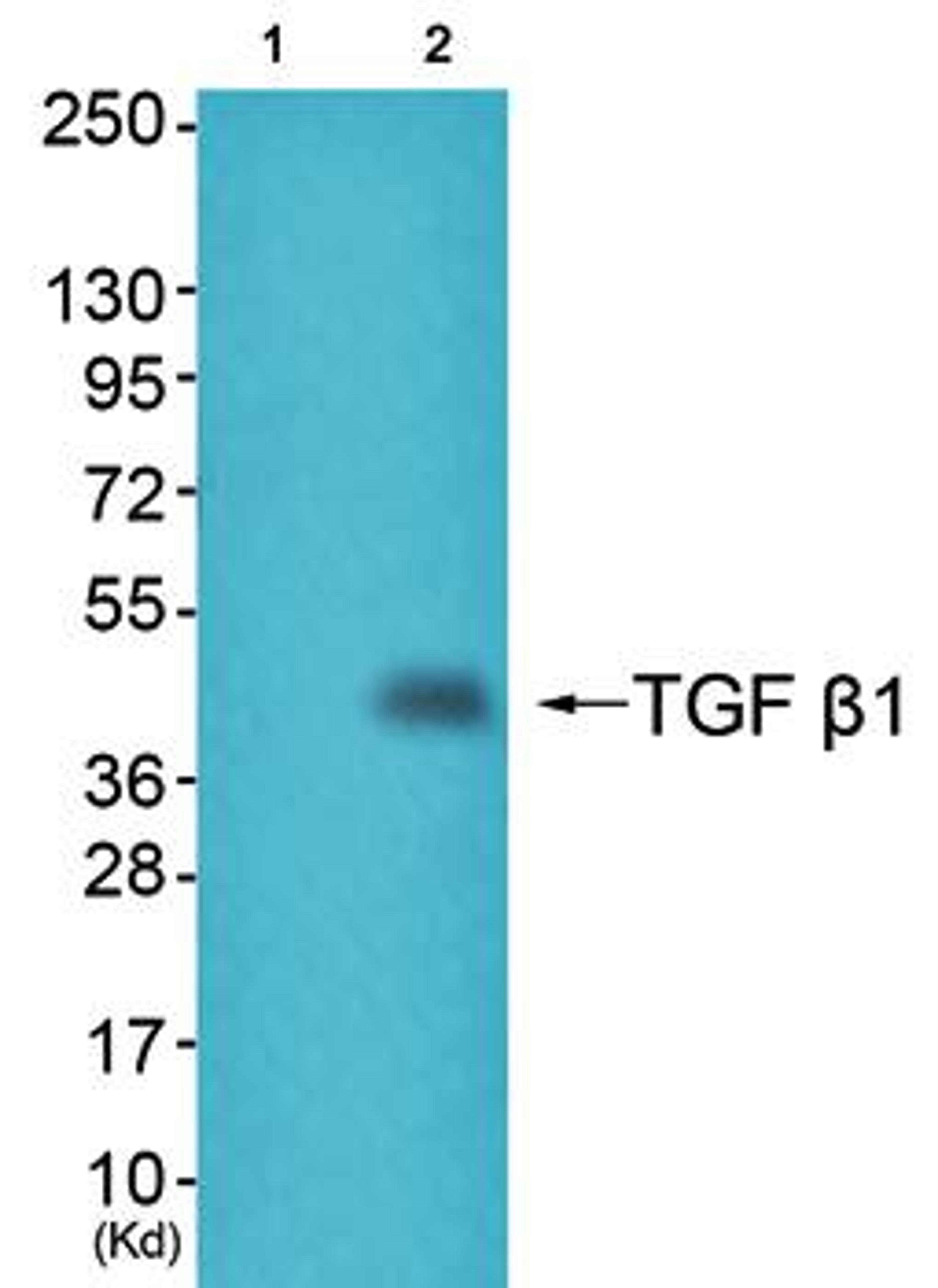 Western blot analysis of extracts from HepG2 cells using TGF beta1 antibody. The lane on the left is treated with the synthesized peptide.