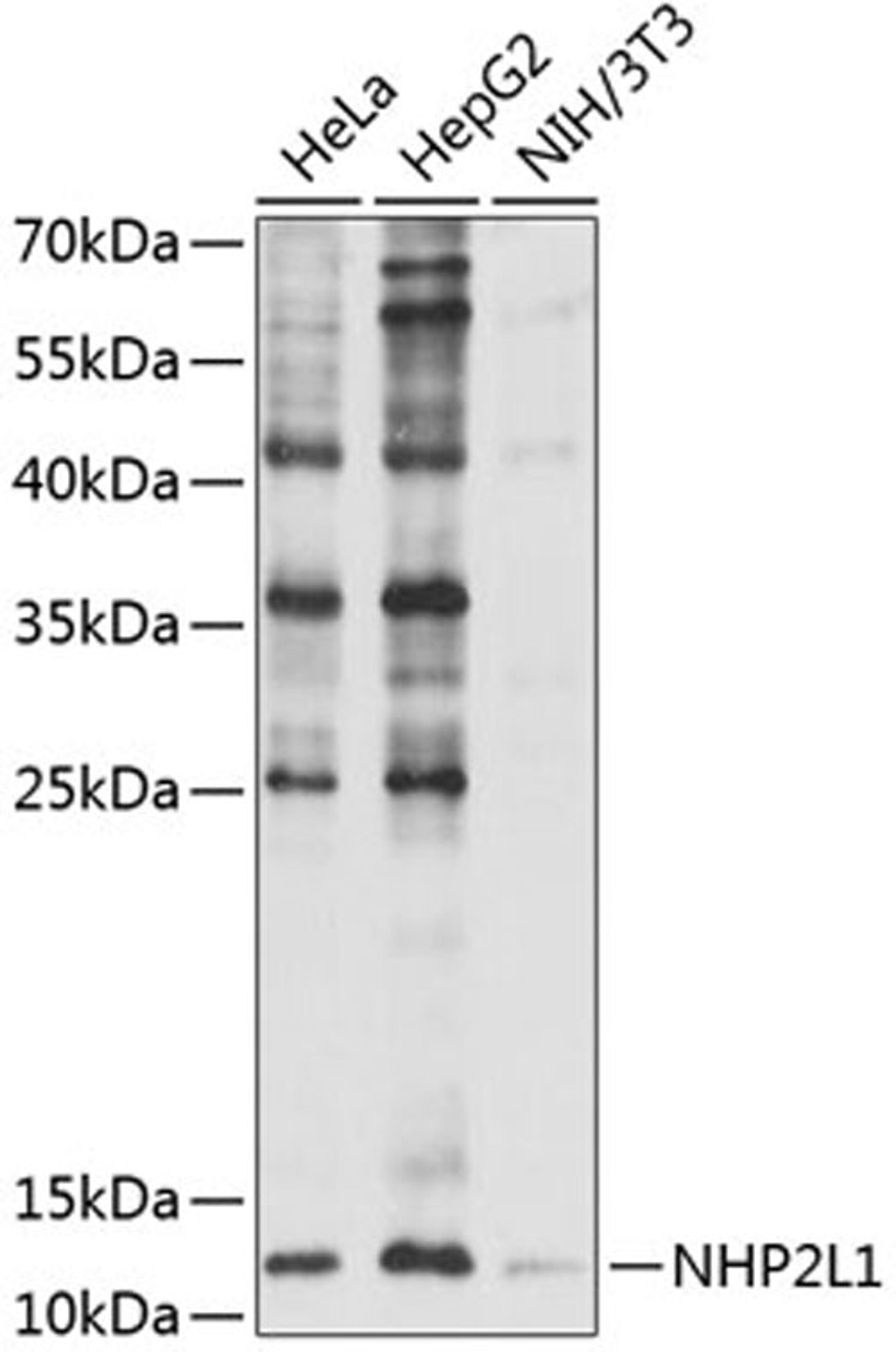 Western blot - NHP2L1 antibody (A5926)