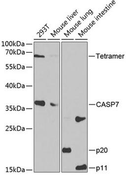 Western blot - Caspase-7 antibody (A1524)