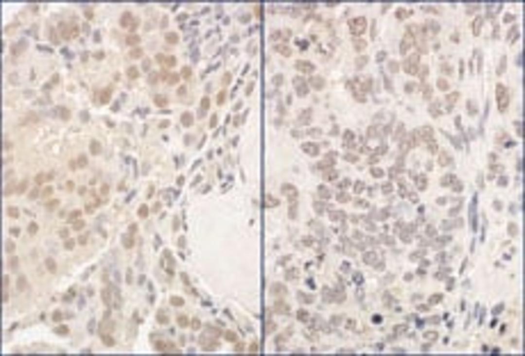 Detection of human and mouse PUF60 by immunohistochemistry.