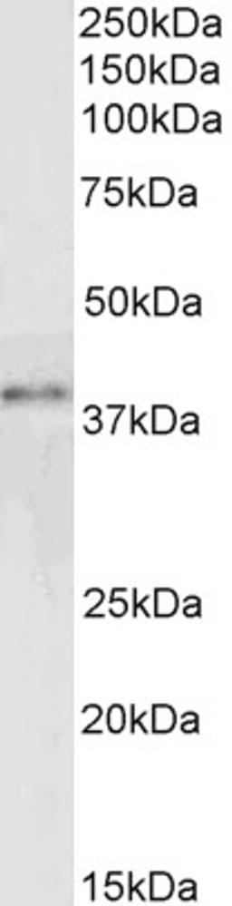 45-705 (0.3ug/ml) staining of Jurkat lysate (30ug protein in RIPA buffer). Primary incubation was 1 hour. Detected by chemiluminescence.