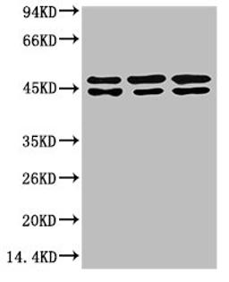 Western blot analysis of 1) MCF7Cell Lysate, 2) Rat Brain Tissue Lysate, 3) Mouse Brain Tissue Lysate using Epsilon Tubulin Mouse mAb diluted at 1:2000.