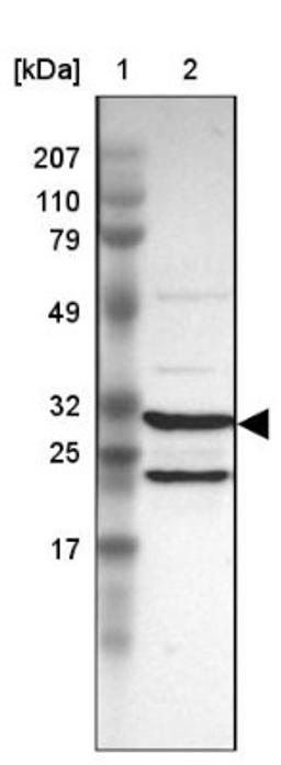 Western Blot: Proteasome 20S alpha 3 Antibody [NBP1-92293] - Lane 1: Marker [kDa] 207, 110, 79, 49, 32, 25, 17<br/>Lane 2: Human cell line RT-4