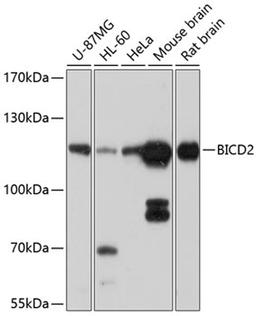 Western blot - BICD2 antibody (A10292)