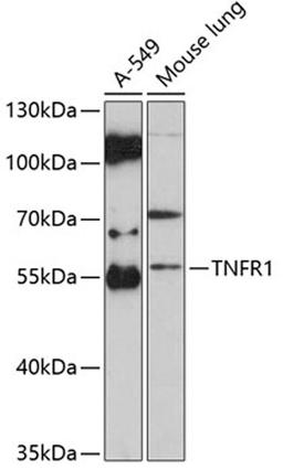 Western blot - TNFR1 antibody (A1540)