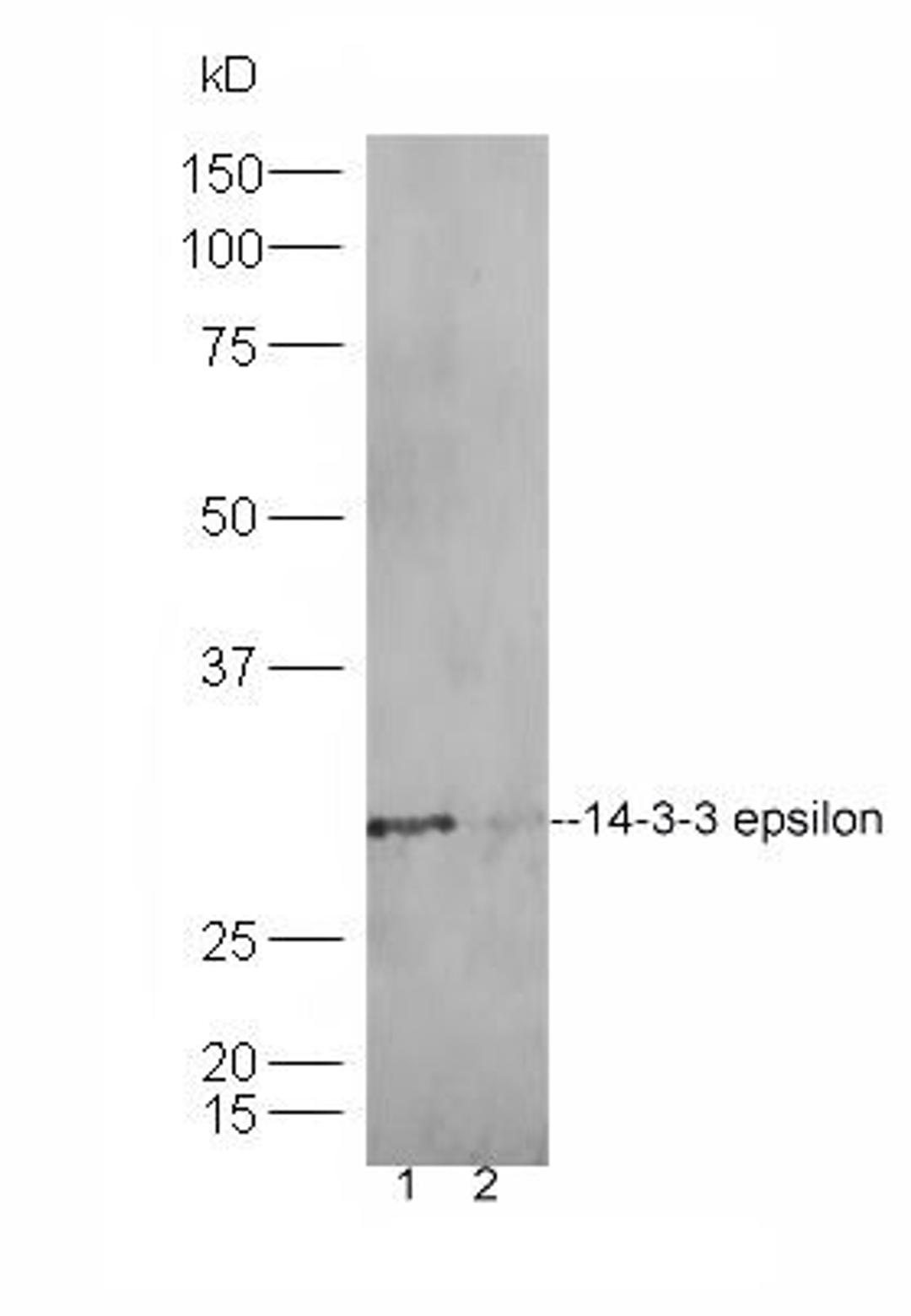 Western blot analysis of Hela lysates (Lane1), HT1080 lysates (Lane2) using 14-3-3 epsilon antibody