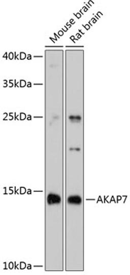 Western blot - AKAP7 antibody (A11728)