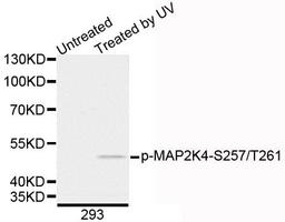 Western blot analysis of extracts of 293 cells using MAP2K4 (Phospho-S257/T261) antibody