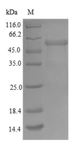 (Tris-Glycine gel) Discontinuous SDS-PAGE (reduced) with 5% enrichment gel and 15% separation gel.