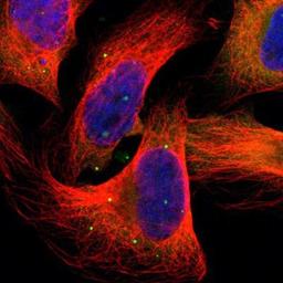 Immunocytochemistry/Immunofluorescence: HGS Antibody [NBP1-83202] - Staining of human cell line U-2 OS shows positivity in cytoplasm & vesicles.