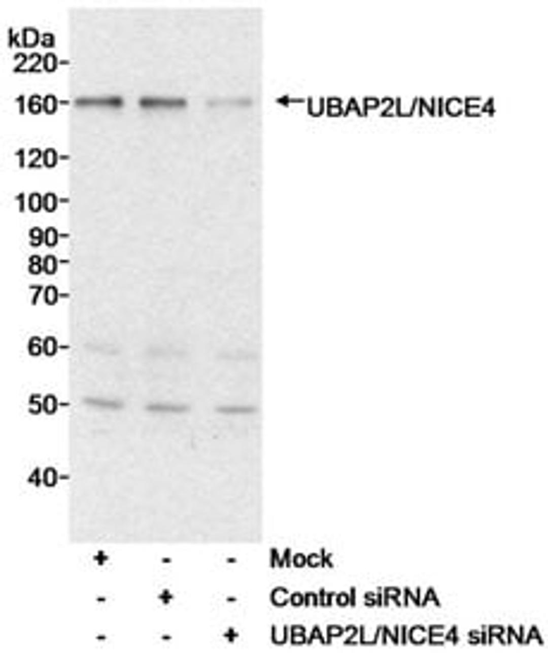 Detection of human UBAP2L/NICE4 by western blot.