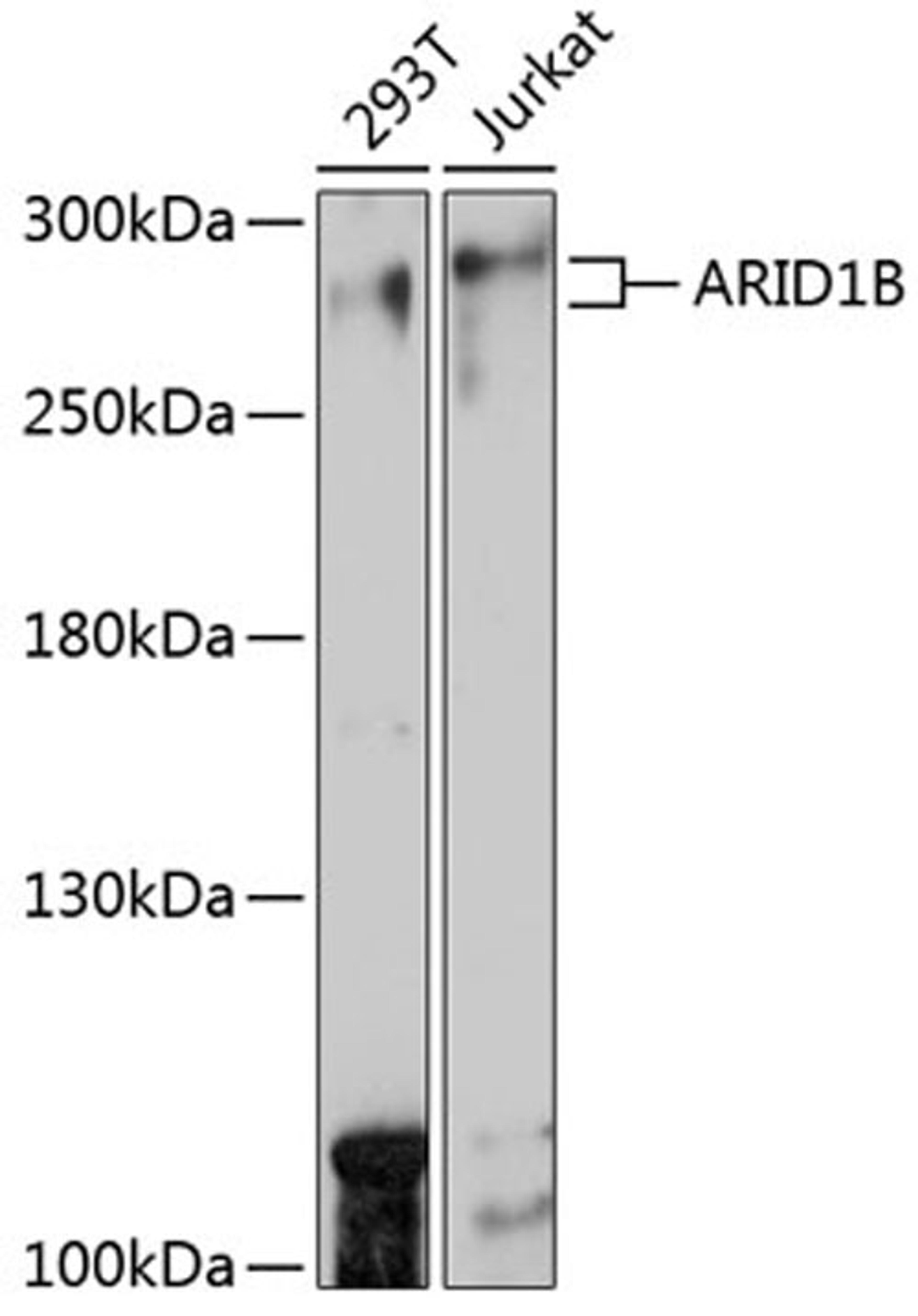 Western blot - ARID1B antibody (A15488)