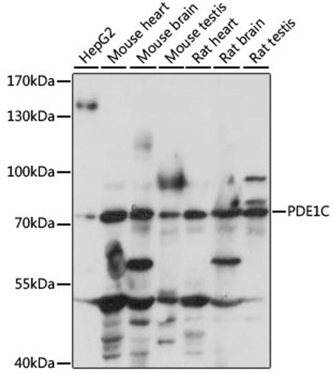 Western blot - PDE1C antibody (A15078)