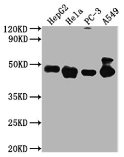 Western Blot. Positive WB detected in: HepG2 whole cell lysate, Hela whole cell lysate, PC-3 whole cell lysate, A549 whole cell lysate  . All lanes PD-L2 antibody at 1:2000. Secondary. Goat polyclonal to mouse IgG at 1/50000 dilution. Predicted band size: 31,21 KDa. Observed band size: 45-50 KDa. Exposure time：5min