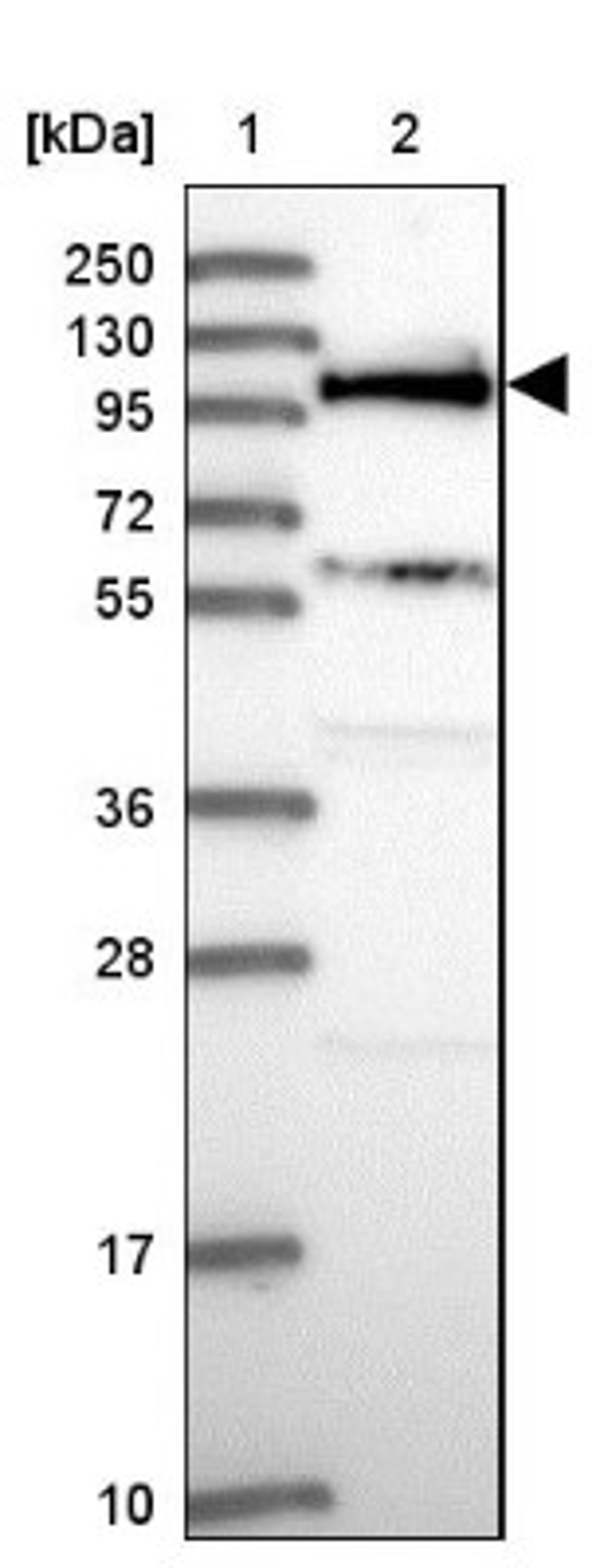 Western Blot: SIK3 Antibody [NBP2-47277] - Lane 1: Marker [kDa] 250, 130, 95, 72, 55, 36, 28, 17, 10.  Lane 2: Human cell line RT-4