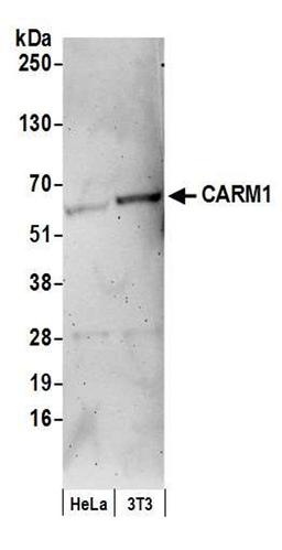 Detection of human and mouse CARM1 by WB.