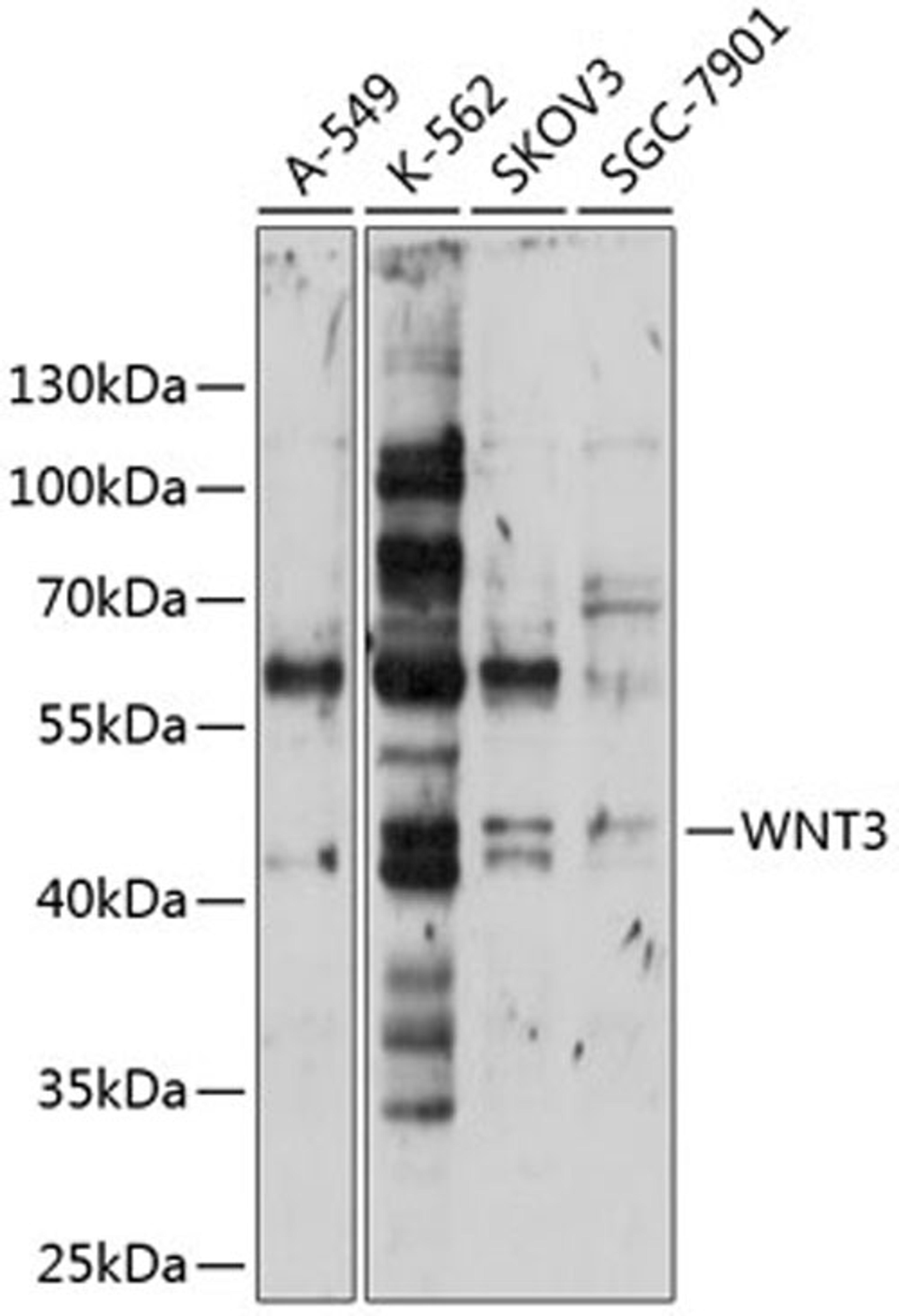 Western blot - WNT3 antibody (A9328)