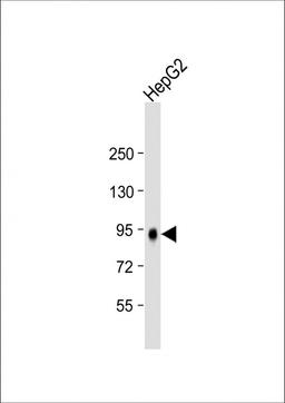 Western Blot at 1:2000 dilution + HepG2 whole cell lysate Lysates/proteins at 20 ug per lane.