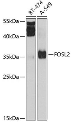 Western blot - FOSL2 antibody (A2729)