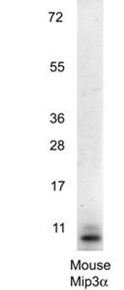 Western blot analysis of separation was transferred to nitrocellulose using MIP 3 alpha antibody