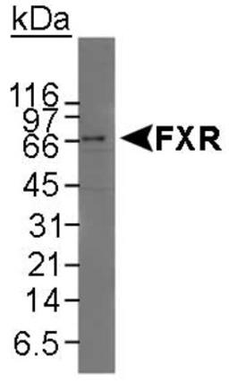 Western Blot: FXR Antibody [NB400-153] - Detection of FXR in HeLa nuclear extract using NB400-153.  ECL 30 minute detection.