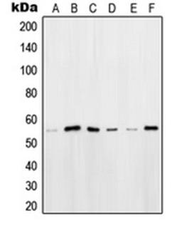 Western blot analysis of HeLa (Lane 1), HEK293T (Lane 2), Ramos (Lane 3), K562 (Lane 4), Raji (Lane 5), NIH3T3 (Lane 6) whole cell lysates using POU2F2 antibody