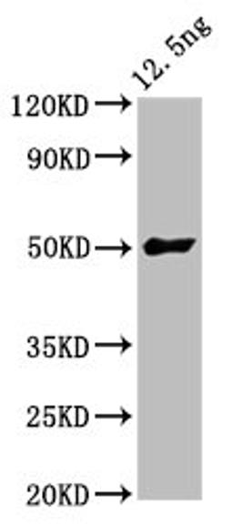 Western Blot. Positive WB detected in Recombinant protein. All lanes: FTL3 antibody at 5.7µg/ml. Secondary. Goat polyclonal to rabbit IgG at 1/50000 dilution. Predicted band size: 50 kDa. Observed band size: 50 kDa