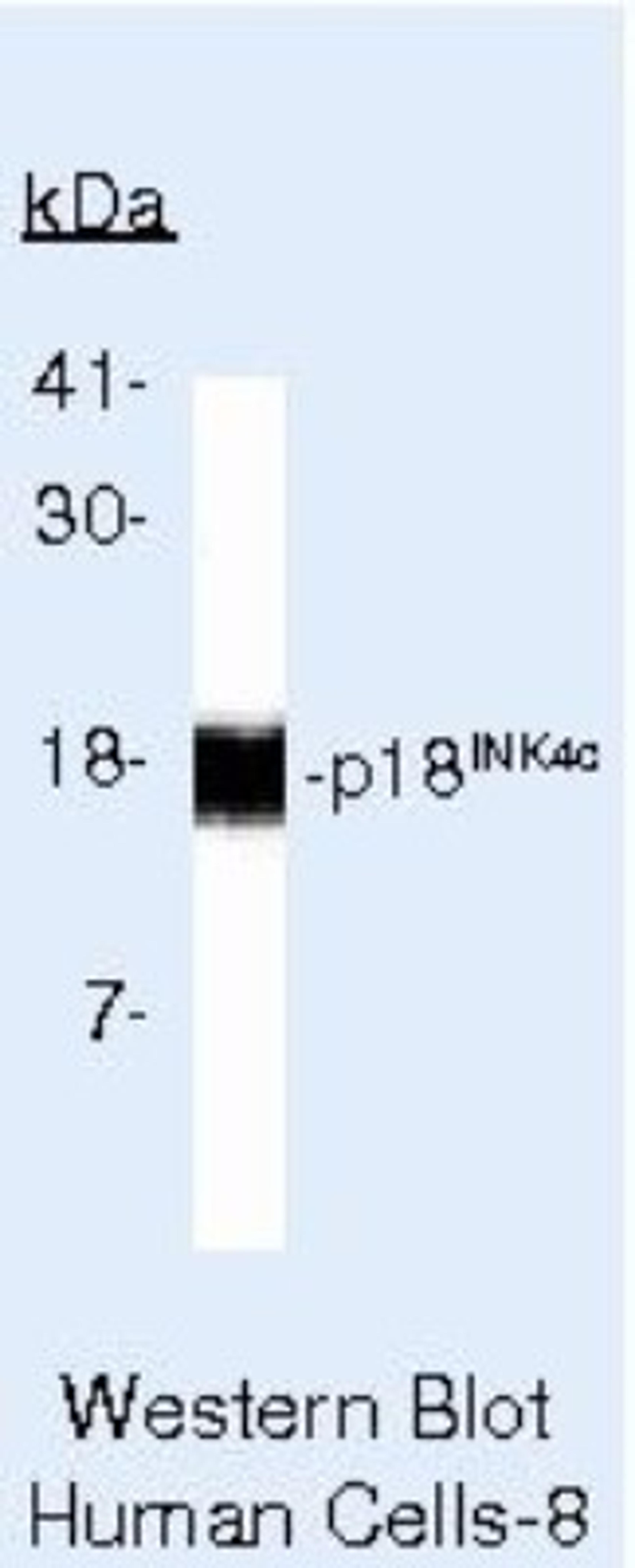 Western Blot: p18INK4c/CDKN2C Antibody (18P118 (same as DCS-118)) [NB120-3216] - Analysis of HeLa Cells.