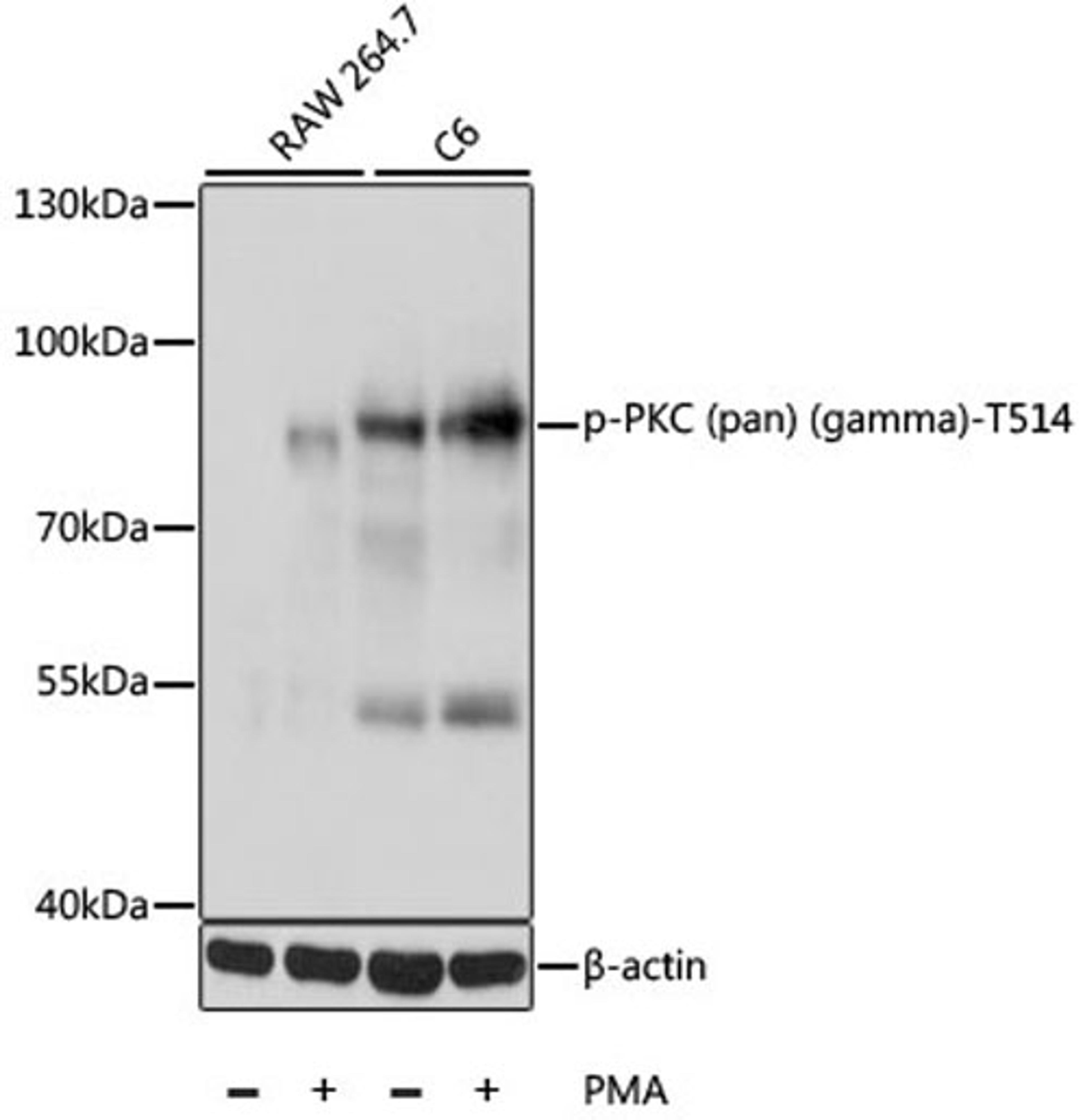 Western blot - Phospho-PKC (pan) (gamma)-T514 antibody (AP0613)